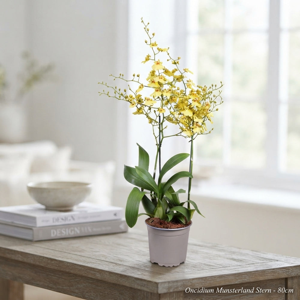 Oncidium ‘Münsterland Stern’ Orchid – 17cm Pot