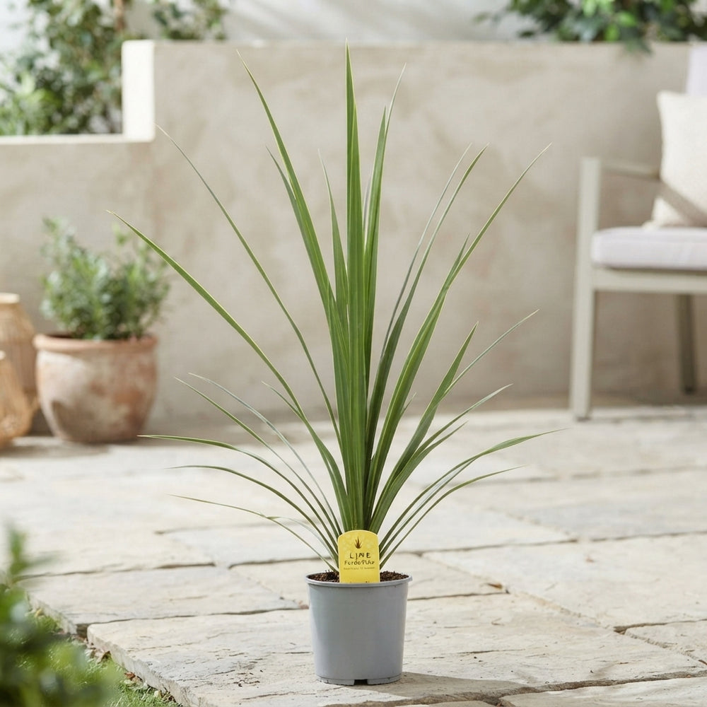 Cordyline Australis ‘Verde’ – 17cm Pot