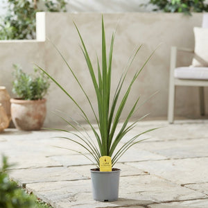 Cordyline Australis ‘Verde’ – 17cm Pot
