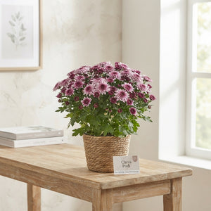 Pink Chrysanthemum – 12cm Pot, 22cm High