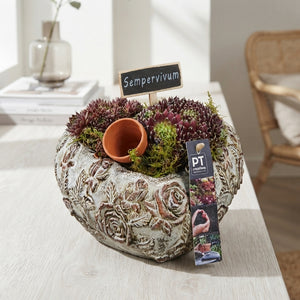 Sempervivum Heart Arrangement in Concrete Pot – 22cm