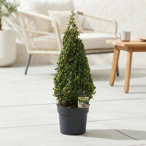 Globe-Shaped Japanese Holly (Ilex crenata) – 24cm Pot