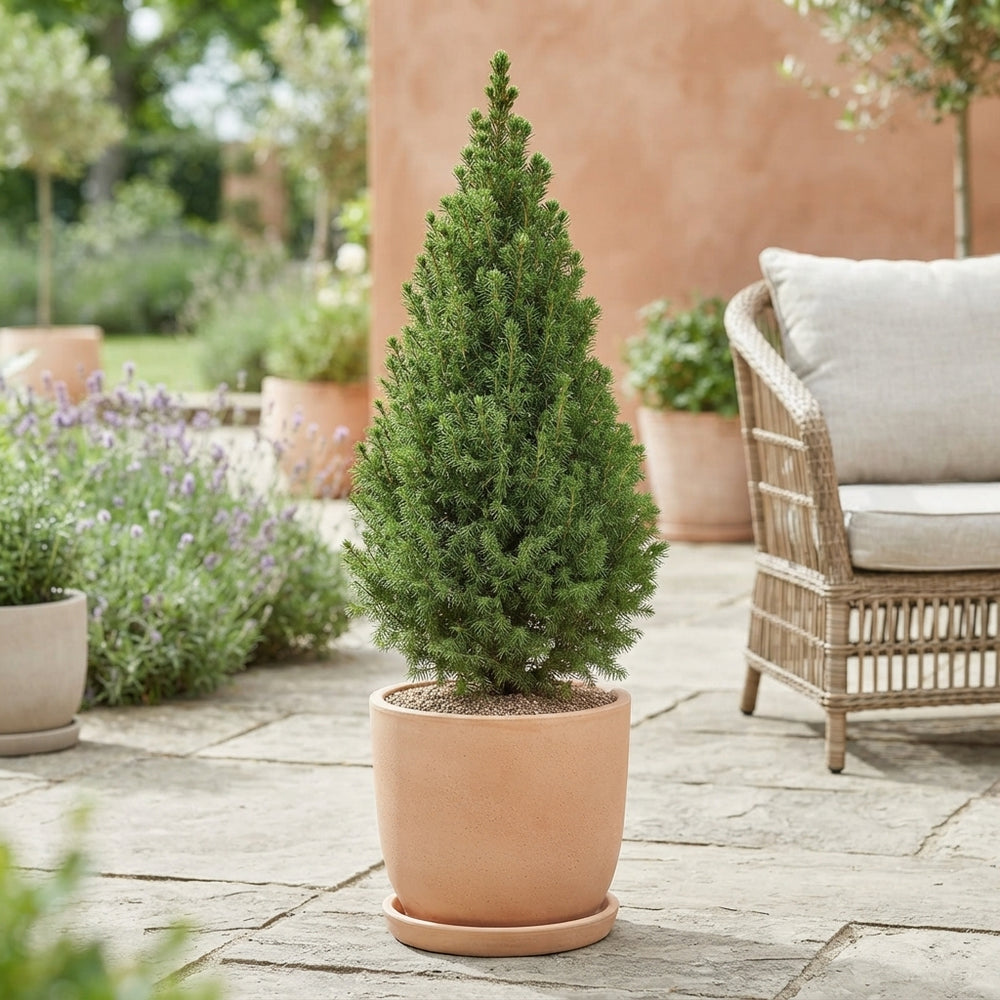 Dwarf Alberta Spruce (Picea glauca 'Conica') – 24cm Pot