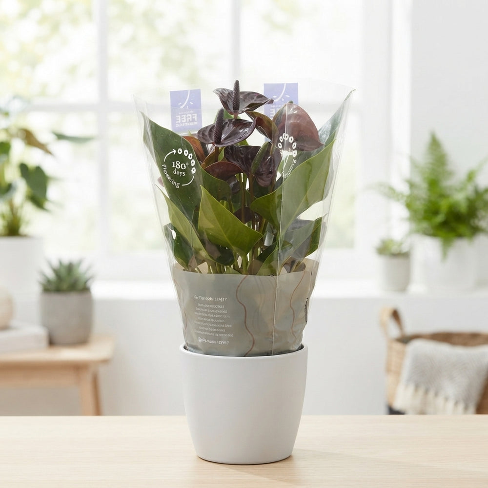 Brown Anthurium ‘Essencia Black’ – 12cm Pot