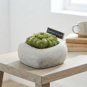 Sempervivum Arrangement in Heart-Shaped Concrete Pot – 16cm