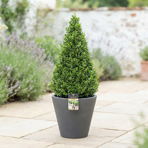 Globe-Shaped Ilex Holly Pyramid – 30cm Pot, 100cm High