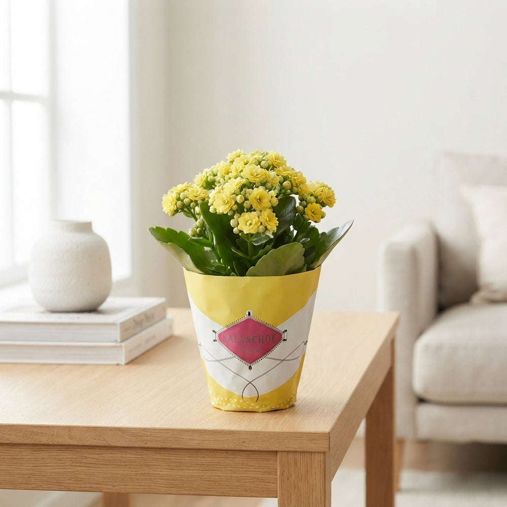 Mixed Double Kalanchoe – 10.5cm Pot, 22cm High