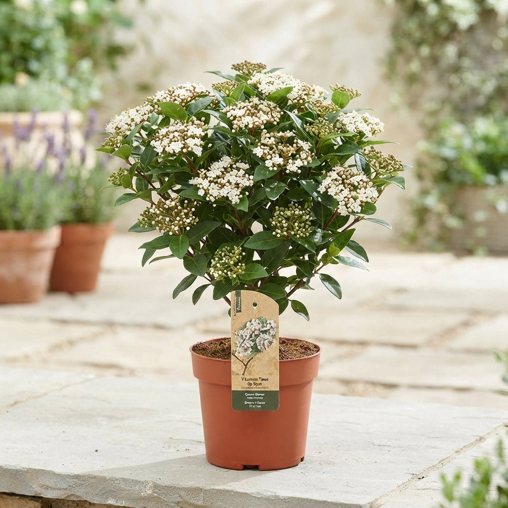 Viburnum tinus Standard Shrub – 14cm Pot, 45cm High