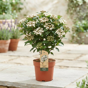 Viburnum tinus Standard Shrub – 14cm Pot, 45cm High