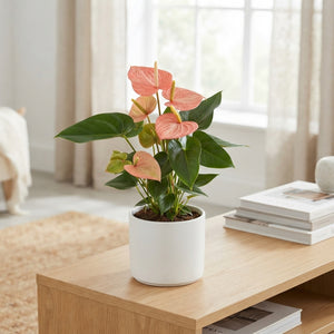 Red Anthurium (Anthurium) – 17cm Pot
