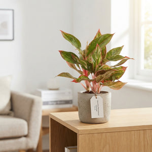 Aglaonema Luxe Mix – 12cm Pot, 35cm High