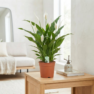 White Peace Lily (Spathiphyllum) – 17cm Pot