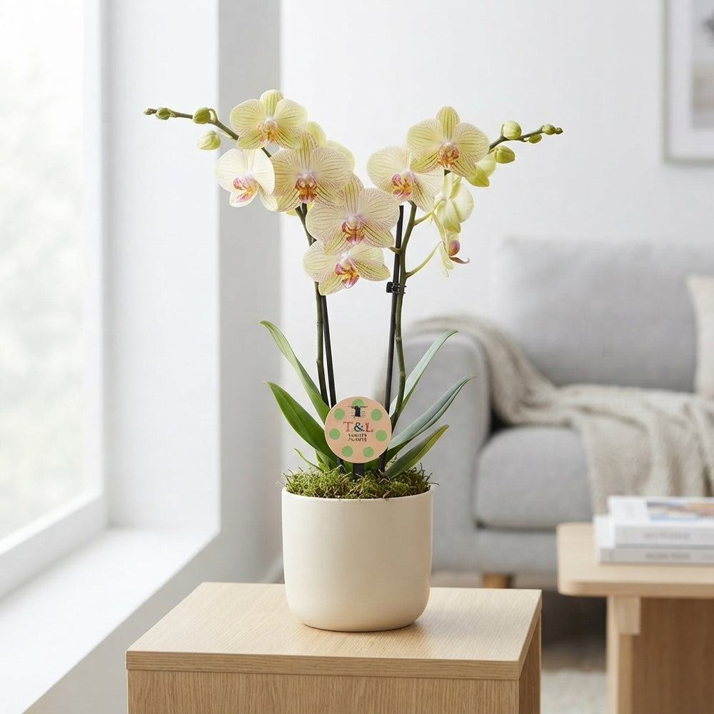 Lime Phalaenopsis Orchid – 2 Stem, 12cm Pot