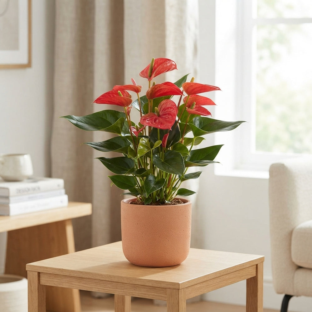 Red Anthurium (Anthurium andraeanum) – 17cm Pot