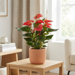 Red Anthurium (Anthurium andraeanum) – 17cm Pot