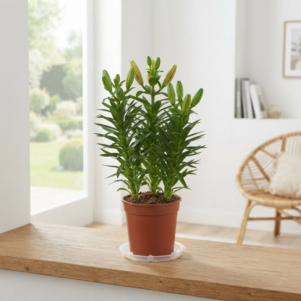 Mixed Asiatic Lily (Lilium) – 13cm Pot, 43cm High