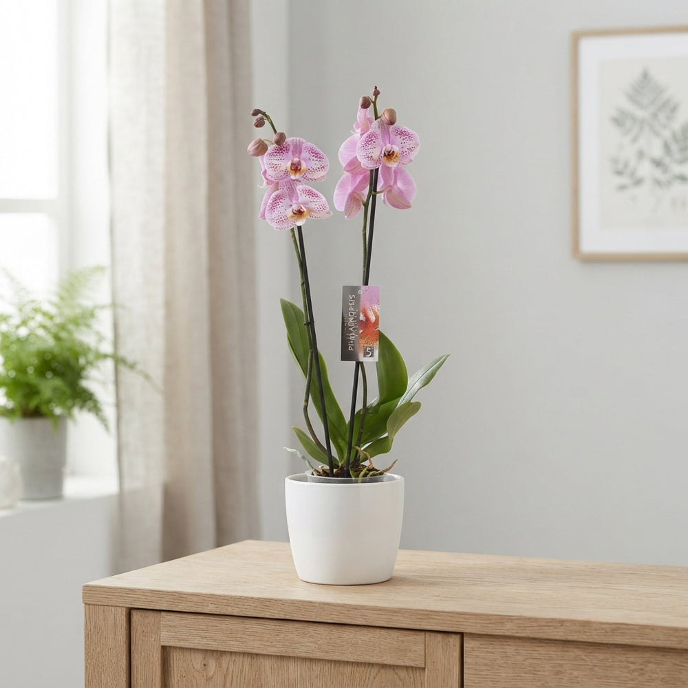 Pink Phalaenopsis Orchid – 2 Stem, 12cm Pot