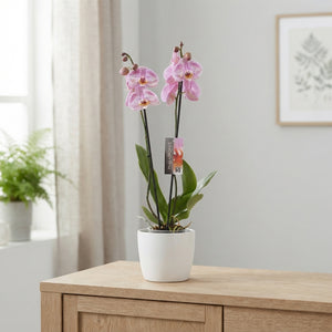Pink Phalaenopsis Orchid – 2 Stem, 12cm Pot