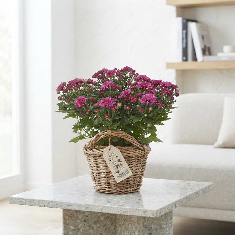 Chrysanthemum ‘Sosi’ Flowering Houseplant – 14cm Pot