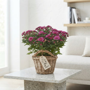 Chrysanthemum ‘Sosi’ Flowering Houseplant – 14cm Pot