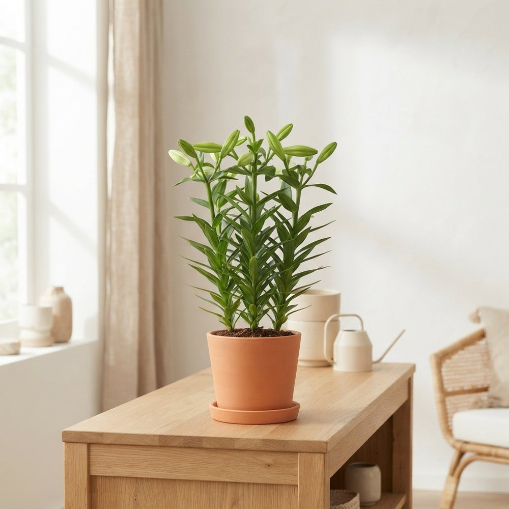 Lilum ‘Lil Lo Miracle’ Lily – 13cm Pot