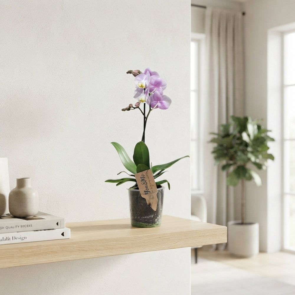 Phalaenopsis Orchid – 12cm Pot, 38cm Tall