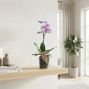Phalaenopsis Orchid – 12cm Pot, 38cm Tall