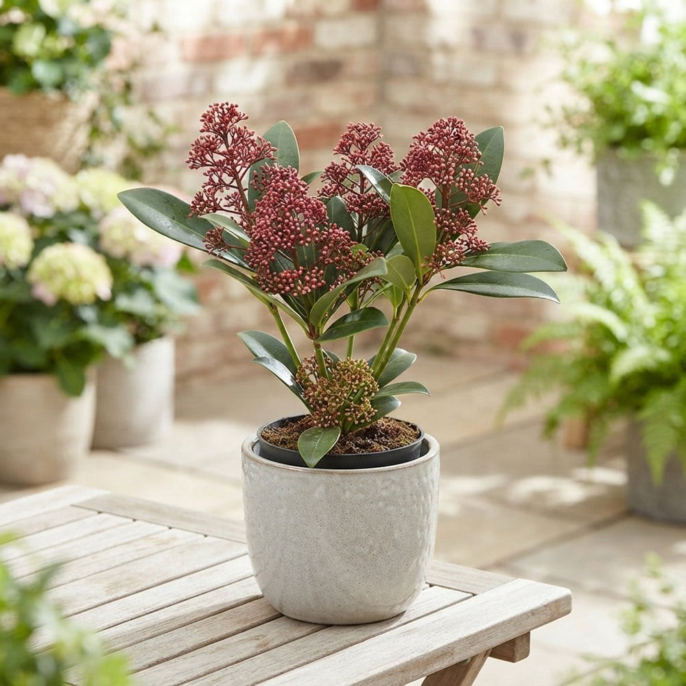 Japanese Skimmia ‘Rubella’ – 9cm Pot