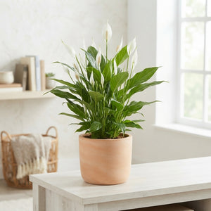 White Peace Lily (Spathiphyllum) – 12cm Pot