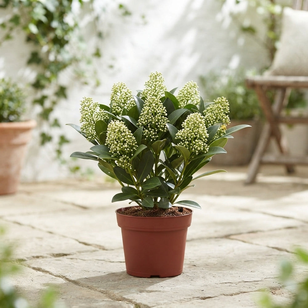 Skimmia japonica 'Finchy' – 10.5cm Pot