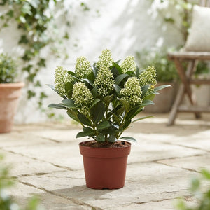 Skimmia japonica 'Finchy' – 10.5cm Pot