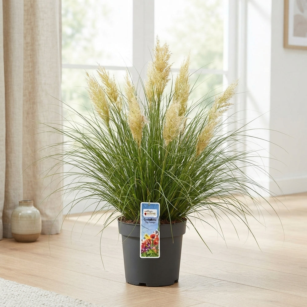 Tiny Pampa Grass (Cortaderia) – 27cm Pot