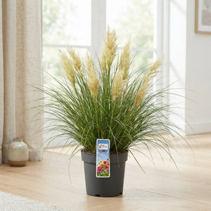 Tiny Pampa Grass (Cortaderia) – 27cm Pot