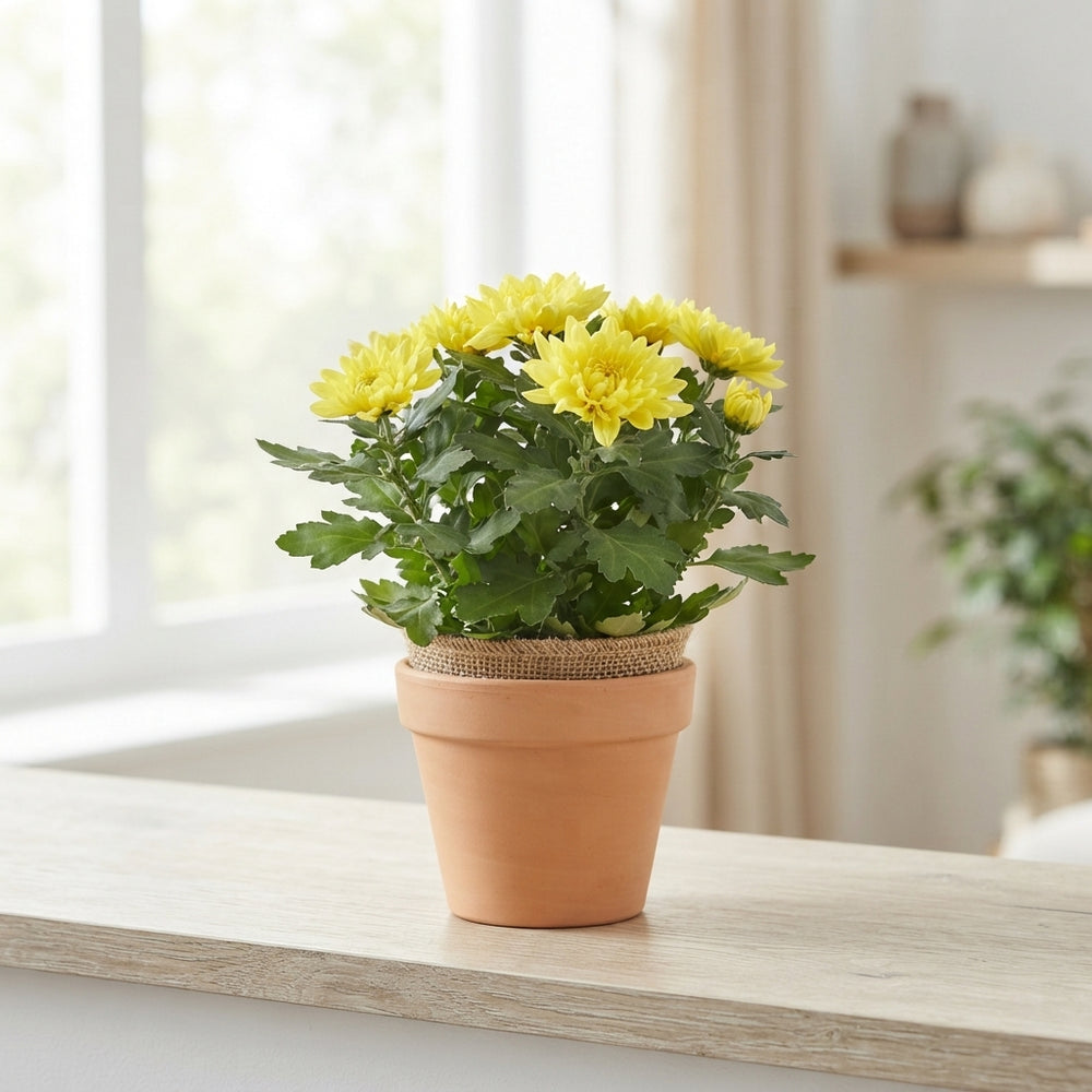 Mixed Chrysanthemum Houseplant – 23cm Pot