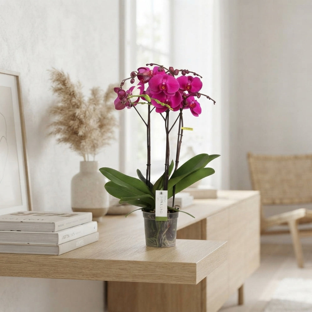 Mixed Phalaenopsis Orchid – 15cm Pot, 60cm Tall
