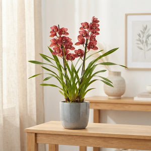 Red Cymbidium Orchid – 14cm Pot, 75cm High
