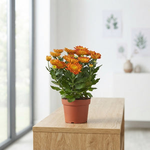 Mixed Chrysanthemum Houseplant – 14cm Pot