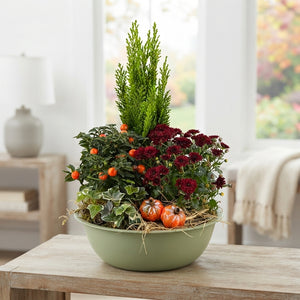 Green Zinc Bowl Mixed Plant Arrangement