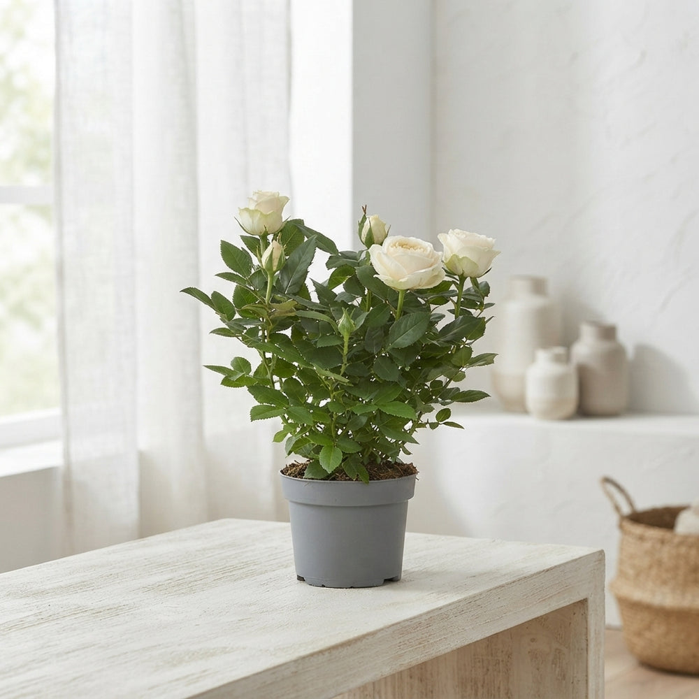 Cream Miniature Rose (Rosa Kordana) – 10.5cm Pot