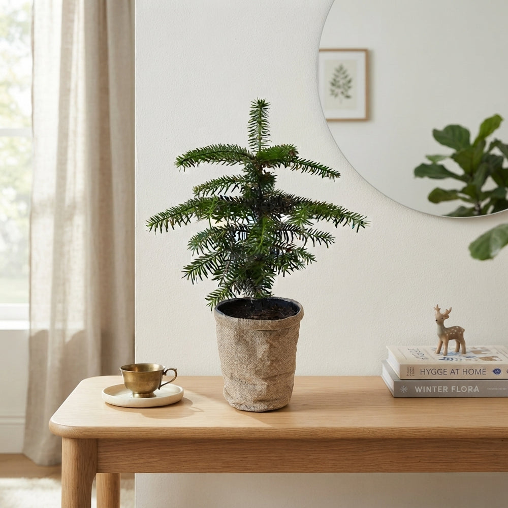 Nordmann Fir Christmas Plant – 15cm Pot, 45cm High
