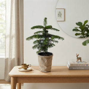 Nordmann Fir Christmas Plant – 15cm Pot, 45cm High