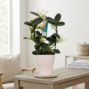 White Stephanotis Flowering Plant – 13cm Ceramic Pot