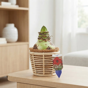 White Hippeastrum (Amaryllis) Bulb