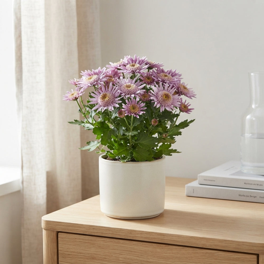 Purple Chrysanthemum (Chrysanthemum indicum) – 12cm Pot