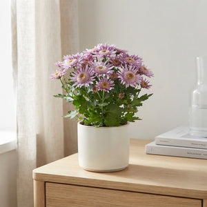 Purple Chrysanthemum (Chrysanthemum indicum) – 12cm Pot