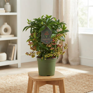Ardisia Houseplant – 14cm Pot, 35cm High