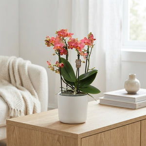 Orange Phalaenopsis Orchid – 12cm Pot, 35cm High