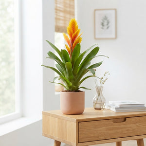 Vriesea 'Intenso Flame' – 12cm Pot