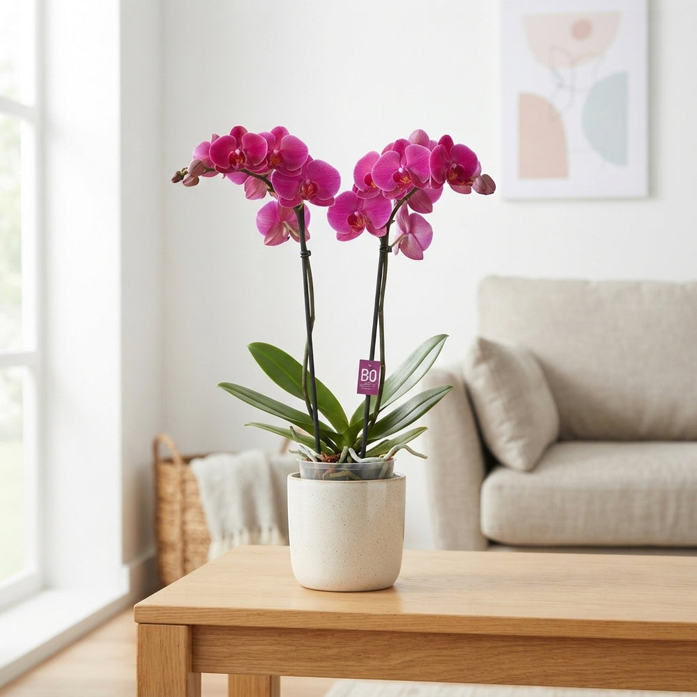 Mixed Phalaenopsis Orchid – 2 Stems, 12cm Pot