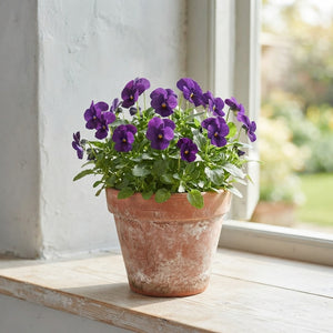 Mixed Viola Cornuta Garden Plant – 15cm Pot